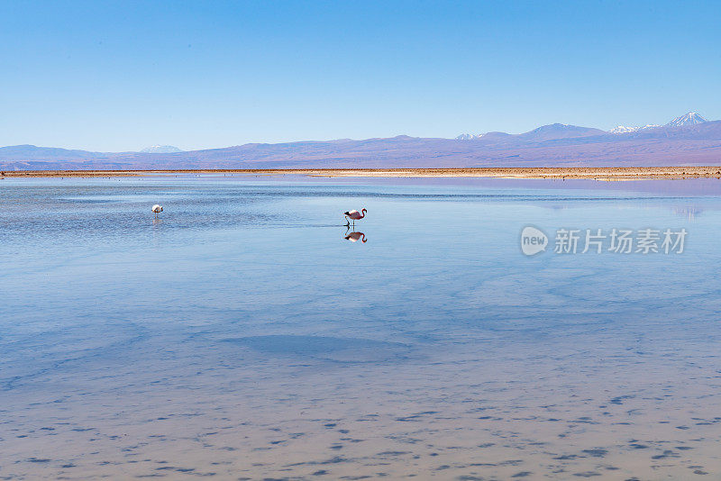 Laguna Chaxa 公园的野生火烈鸟 - 智利安托法加斯塔地区圣佩德罗德阿塔卡马